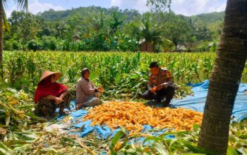 Sinergi Polri dan Petani Eyat Mayang untuk Perkuat Ketahanan Pangan Nasional