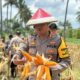 Dukung Asta Cita Presiden, Polres Lombok Utara Sukses Gelar Panen Raya Jagung di Kayangan