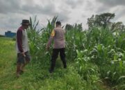 Polri Aktif Kawal Pertanian Jagung di Desa Kuranji Dalang, Labuapi Lombok Barat
