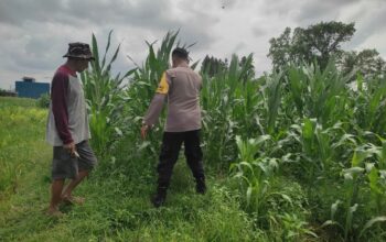 Polri Aktif Kawal Pertanian Jagung di Desa Kuranji Dalang, Labuapi Lombok Barat