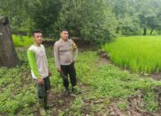 Dukung Program Ketahanan Pangan, Bhabinkamtibmas Desa Karombo Pantau Lahan Jagung Warga