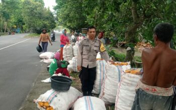 Sinergi Petani dan Polri di Lombok Barat Hasilkan Panen Jagung Melimpah