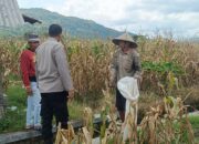 Jagung Melimpah, Polri Dukung Ketahanan Pangan di Lombok Barat