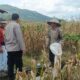 Jagung Melimpah, Polri Dukung Ketahanan Pangan di Lombok Barat