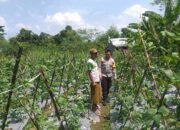 Sinergi Polri-Warga: Pekarangan Rumah Jadi Kunci Mandiri Pangan