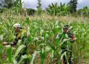 Babinsa dan Petani Karang Bayan Cek Pertumbuhan Jagung, Wujudkan Ketahanan Pangan Berkelanjutan