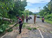Aksi Sigap Polsek Sekotong: Bersihkan Pohon Tumbang di Lombok Barat