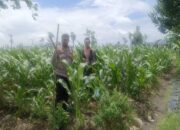 Bhabinkamtibmas Gerung Kawal Ketahanan Pangan Desa