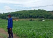 BHABINKAMTIBMAS DESA MANGGENAE LAKUKAN PEMANTAUAN LAHAN JAGUNG UNTUK DUKUNG KETAHANAN PANGAN WILAYAH