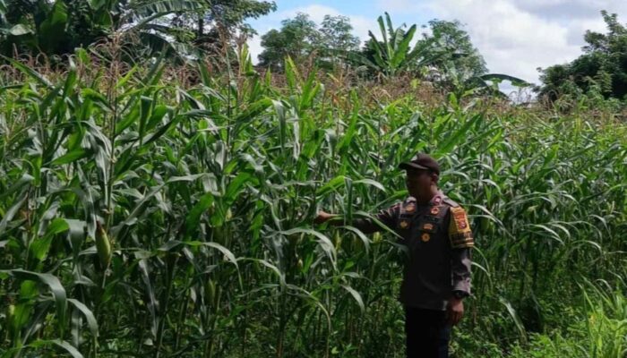 Polri Dampingi Petani Jagung Karang Bongkot Lombok Barat