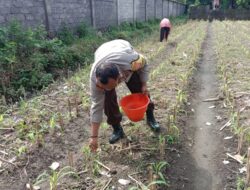 Bhabinkamtibmas Dampingi Petani Jagung di Bagik Polak Barat