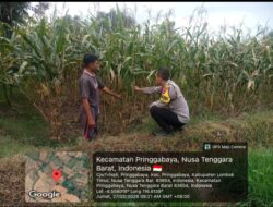 Bhabinkamtibmas Desa Pringgabaya Cek Lahan Jagung Warga di Subak Pade Girang II