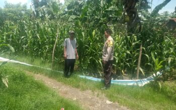 Bhabinkamtibmas Polsek Hu’u Pantau Lahan Jagung Warga Binaan di Desa Rasabou, Dukung Ketahanan Pangan Nasional