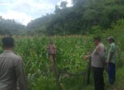 Bhabinkamtibmas Polres Bima Kota Laksanakan Pendampingan dan Pemantauan Tanaman Jagung Warga Binaan