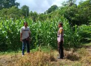 Dukung Ketahanan Pangan Nasional, Bhabinkamtibmas Desa Tarusa Sambangi Petani Jagung di Blok Palung