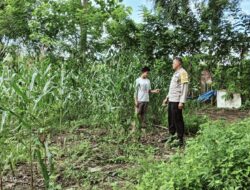 Bhabinkamtibmas Kandai Dua Pantau Lahan Jagung Warga, Dukung Ketahanan Pangan Menuju Indonesia Emas 2045