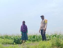 Bhabinkamtibmas Polsek Pekat Pantau Lahan Jagung Warga di Soritatanga, Dukung Ketahanan Pangan Menuju Indonesia Emas 2045