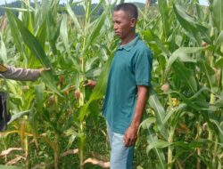 Bhabinkamtibmas Polsek Woja Pantau Lahan Jagung Kelompok Tani “WUWU DEWA”, Dukung Ketahanan Pangan Menuju Indonesia Emas 2045