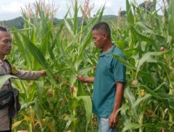 Bhabinkamtibmas Polsek Woja Pantau Lahan Jagung Kelompok Tani “WUWU DEWA”, Dukung Ketahanan Pangan Menuju Indonesia Emas 2045