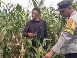 Kanit Binmas Polsek Bolo Aktif Meninjau Pertumbuhan Jagung Milik Warga di Wilayah Binaannya