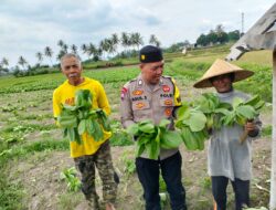 BKTM Desa Bagik Papan Silaturahmi dan Cek Panen Sayur, Dukung Ketahanan Pangan serta Himbau Kamtibmas