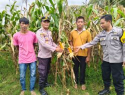 DUKUNG PROGRAM KETAHANAN PANGAN NASIONAL, POLSEK DOMPU PANTAU LAHAN JAGUNG WARGA DI DESA O’O
