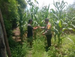 Bhabinkamtibmas Desa Rhee Pantau Langsung Pertumbuhan Jagung Hibrida Milik Warga