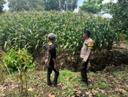 Sigap Dampingi Petani, Bhabinkamtibmas Sorinomo Pantau Jagung Siap Panen
