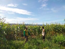 Bhabinkamtibmas Aktif Dampingi Petani, Polres Dompu Dukung Penuh Program Ketahanan Pangan Nasional