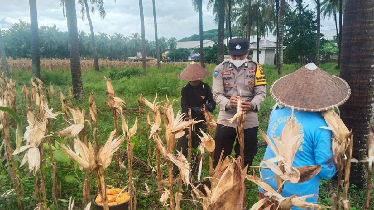 Langkah Nyata Polsek Lembar Kawal Ketahanan Pangan: Turun ke Sawah Dampingi Petani Jagung dan Cabai