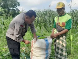 Kawal Ketahanan Pangan Nasional, Personel Polsek Labuapi Dampingi Petani Bagik Polak Barat di Sawah