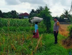 Kawal Petani di Ladang Jagung, Langkah Nyata Polres Lombok Barat Wujudkan Kedaulatan Pangan Nasional
