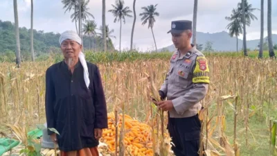 Polri Kawal Panen Jagung Desa Buwun Mas, Pastikan Petani Sejahtera dan Stok Pangan Aman