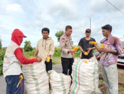 Bhabinkamtibmas Desa Bagik Papan Cek Panen Jagung dan Sampaikan Himbauan Kamtibmas