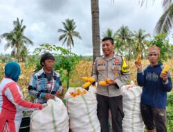 Bhabinkamtibmas Bagik Papan Sambangi Petani Saat Panen Jagung, Ajak Jaga Kamtibmas dan Dukung Ketahanan Pangan