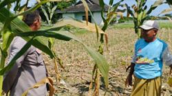 Strategi Cerdas Polisi di Lombok Barat Sulap Lahan Tidur Jadi Sumber Pangan Keluarga yang Produktif