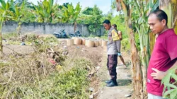 Cara Budidaya Tanaman Palawija untuk Ketahanan Pangan