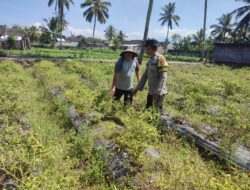Bhabinkamtibmas Desa Paokmotong Monitoring Program Ketahanan Pangan