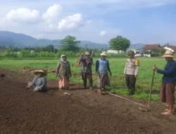 Bukan Sekadar Patroli: Aksi Nyata Polsek Gerung Dampingi Petani Lombok Barat Olah Lahan Produktif