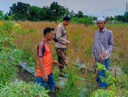 Polres Lombok Barat Dorong Diversifikasi Pangan, Warga Desa Perampuan Jaga Stabilitas Ekonomi Lewat Pertanian Terpadu