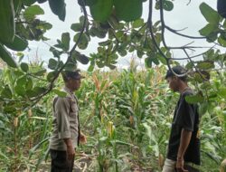 Bhabinkamtibmas Polsek Pekat Dampingi Petani Jagung, Wujud Nyata Dukungan Ketahanan Pangan Nasional