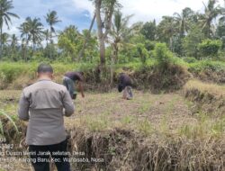 Kapolsek Wanasaba Cek Lokasi Penanaman Jagung, Ajak Warga Dukung Ketahanan Pangan