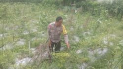 Bhabinkamtibmas Desa Kesik Cek Lahan Ketahanan Pangan Bergizi di Dusun Munsok