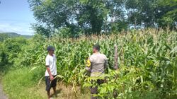 Bhabinkamtibmas Doropeti Pantau Lahan Jagung 3 Hektar, Wujud Nyata Dukungan Ketahanan Pangan Nasional