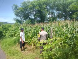 Bhabinkamtibmas Doropeti Pantau Lahan Jagung 3 Hektar, Wujud Nyata Dukungan Ketahanan Pangan Nasional