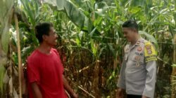 Kapolsek Hu’u Apresiasi Peran Aktif Bhabinkamtibmas dalam Program Ketahanan Pangan