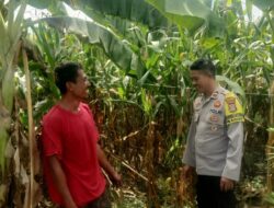 Kapolsek Hu’u Apresiasi Peran Aktif Bhabinkamtibmas dalam Program Ketahanan Pangan