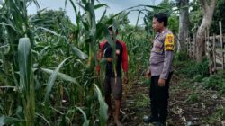 Polri Peduli Ketahanan Pangan, Polisi Pantau Panen Jagung Warga di Kempo