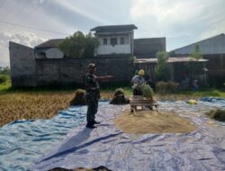 Harapan Petani Jatisela Saat Panen Perdana Tahun 2026