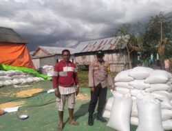 Polisi Turun ke Lahan, Panen Jagung 16 Ton di Manggelewa Dipantau Bhabinkamtibmas
